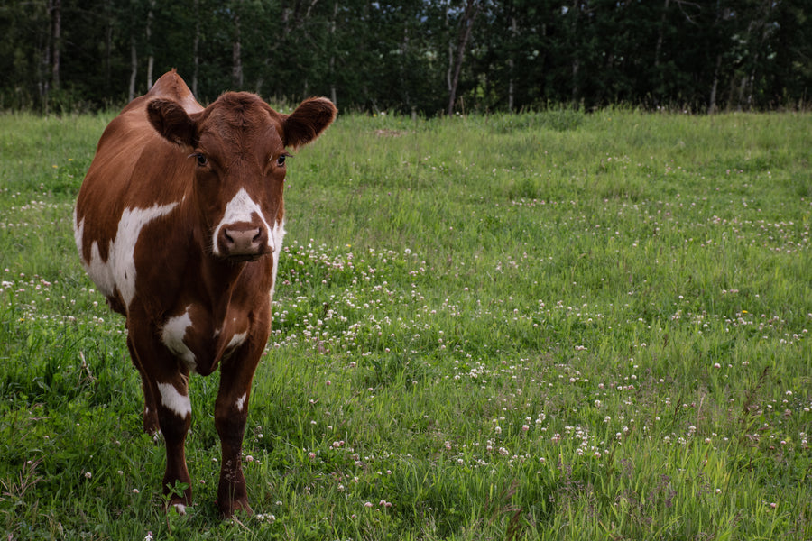 Grass-Fed Suet Tallow